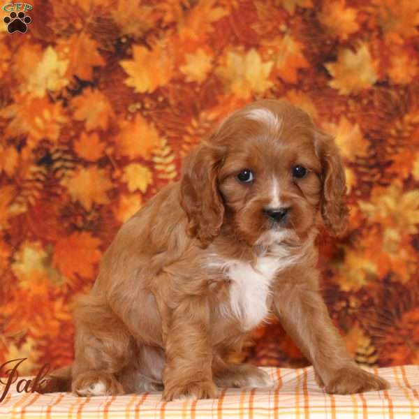 Jake, Cavalier King Charles Mix Puppy