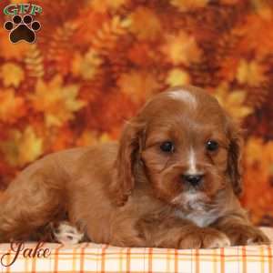 Jake, Cavalier King Charles Mix Puppy
