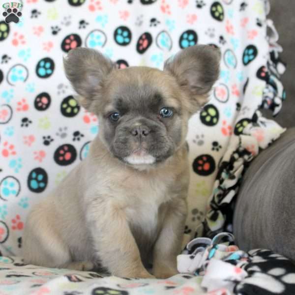 James, French Bulldog Puppy