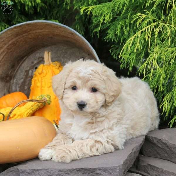 James, Bich-Poo Puppy