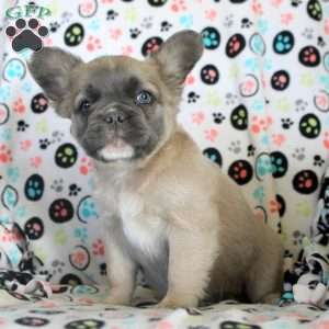 James, French Bulldog Puppy