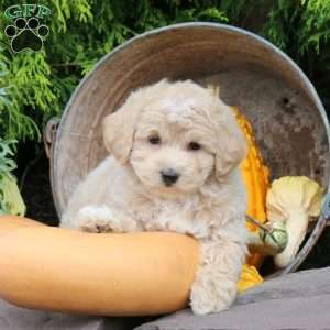 James, Bich-Poo Puppy