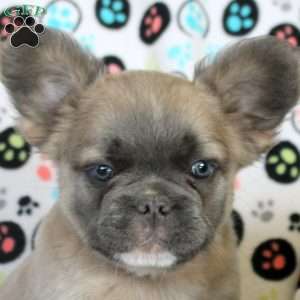 James, French Bulldog Puppy