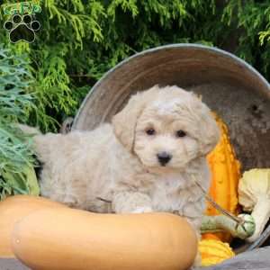 James, Bich-Poo Puppy