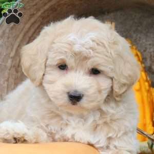 James, Bich-Poo Puppy
