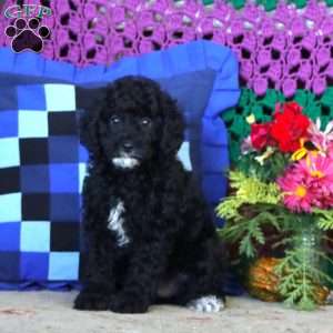 Jamie, Miniature Poodle Puppy