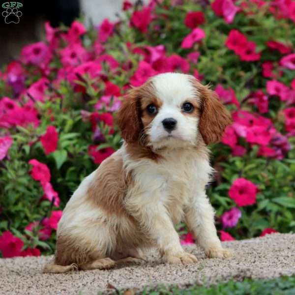 Jamie, Cavalier King Charles Spaniel Puppy