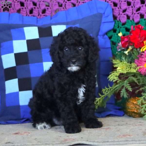 Jamie, Miniature Poodle Puppy