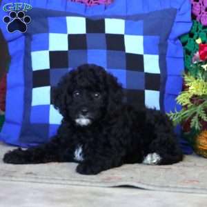 Jamie, Miniature Poodle Puppy