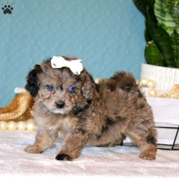 Jamila, Cockapoo Puppy