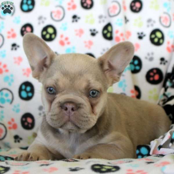 Jane, French Bulldog Puppy