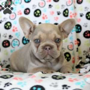 Jane, French Bulldog Puppy