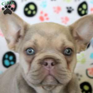 Jane, French Bulldog Puppy