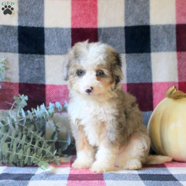 Janet, Mini Bernedoodle Puppy
