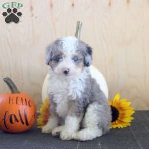 Janet, Mini Bernedoodle Puppy