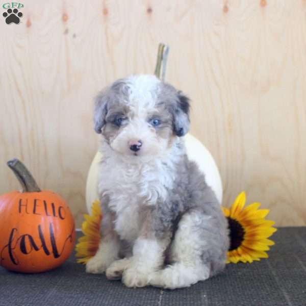 Janet, Mini Bernedoodle Puppy