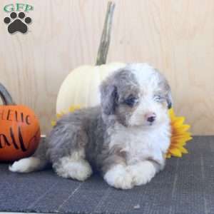Janet, Mini Bernedoodle Puppy