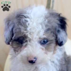 Janet, Mini Bernedoodle Puppy