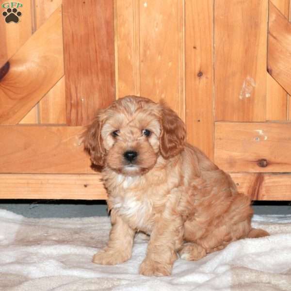 Jared, Cavapoo Puppy