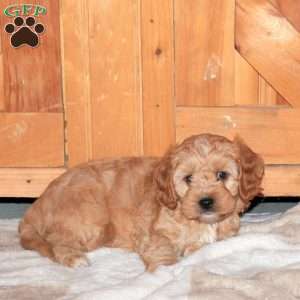 Jared, Cavapoo Puppy
