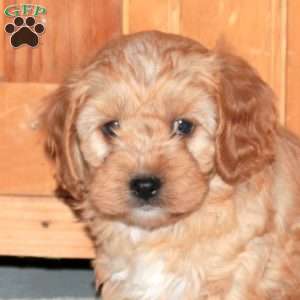 Jared, Cavapoo Puppy