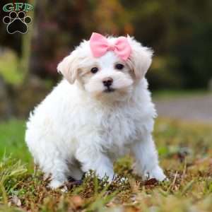 Jasmine, Maltipoo Puppy