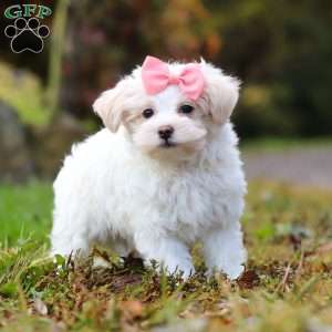 Jasmine, Maltipoo Puppy