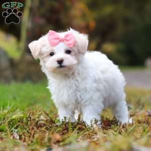 Jasmine, Maltipoo Puppy