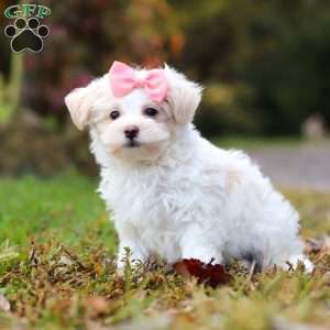 Jasmine, Maltipoo Puppy