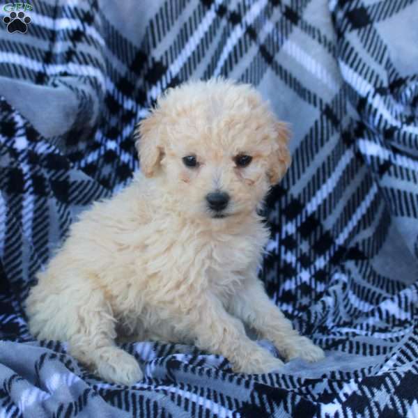 Jasmine, Bich-Poo Puppy