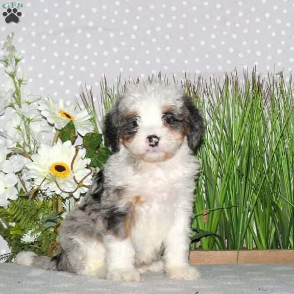 Jasmine, Mini Bernedoodle Puppy