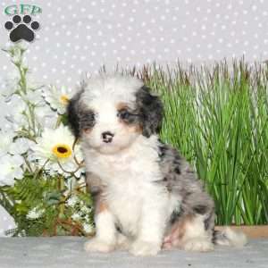 Jasmine, Mini Bernedoodle Puppy