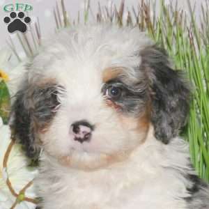Jasmine, Mini Bernedoodle Puppy