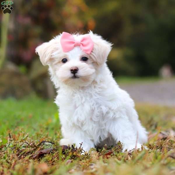 Jasmine, Maltipoo Puppy