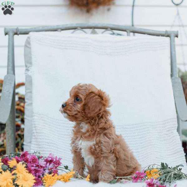 Jason, Cavapoo Puppy