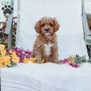 Jason, Cavapoo Puppy