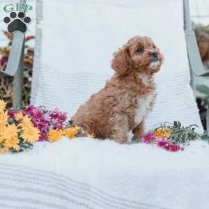 Jason, Cavapoo Puppy