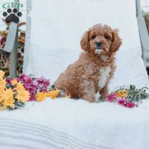 Jason, Cavapoo Puppy