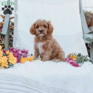 Jason, Cavapoo Puppy