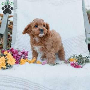 Jason, Cavapoo Puppy