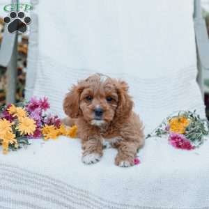 Jason, Cavapoo Puppy