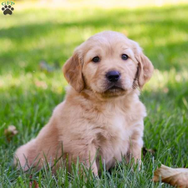 Jasper, Golden Retriever Puppy
