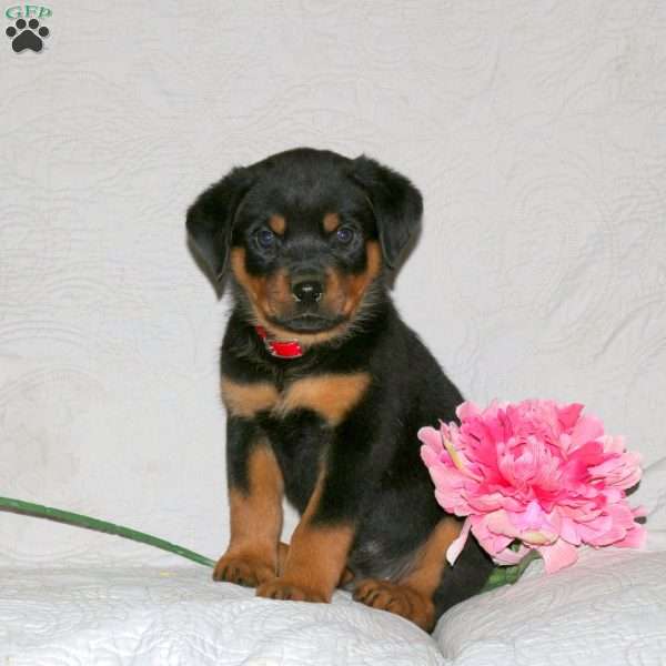 Jasper, Rottweiler Puppy