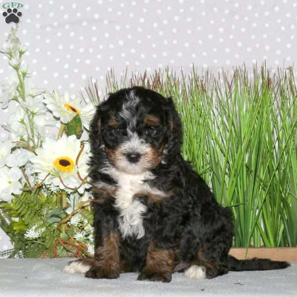 Jasper, Mini Bernedoodle Puppy