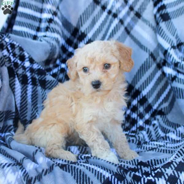 Jasper, Bich-Poo Puppy