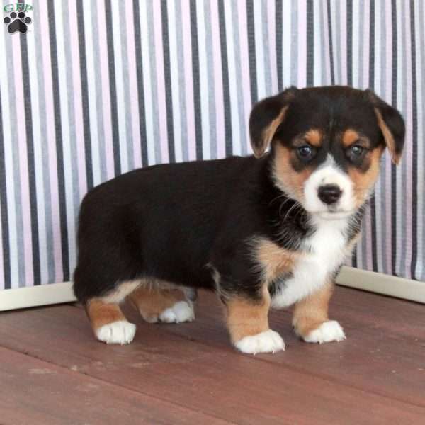 Jasper, Welsh Corgi Mix Puppy