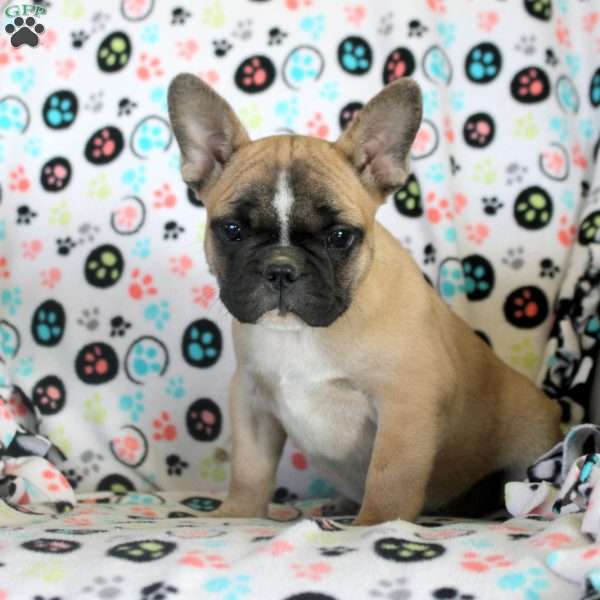 Jasper, French Bulldog Puppy
