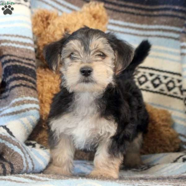 Jasper, Morkie / Yorktese Puppy