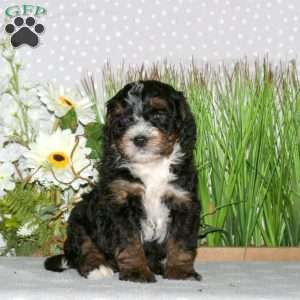 Jasper, Mini Bernedoodle Puppy