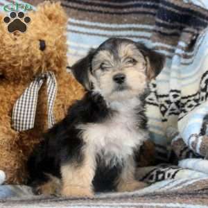 Jasper, Morkie / Yorktese Puppy